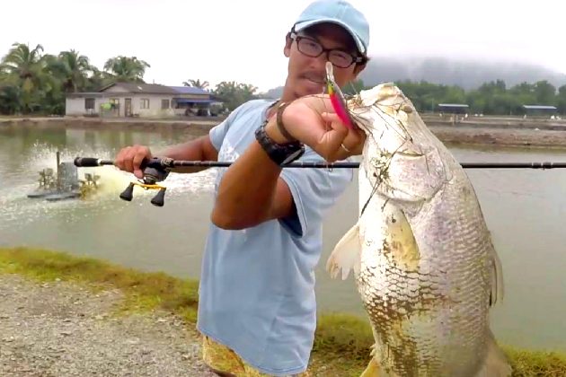 マレーシアのバラマンディ・グルーパー・GT釣り堀 - Kolam siakap