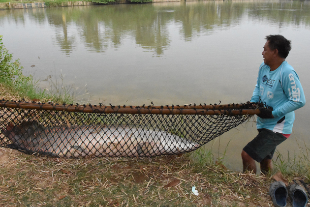 タイの釣り堀でピラルクを釣ろう 釣り針ネックレス アクセサリー エルドラド